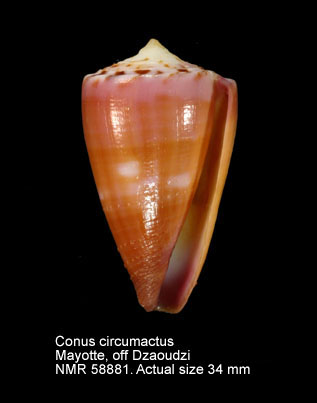 Conus circumactus.jpg - Conus circumactusIredale,1929
